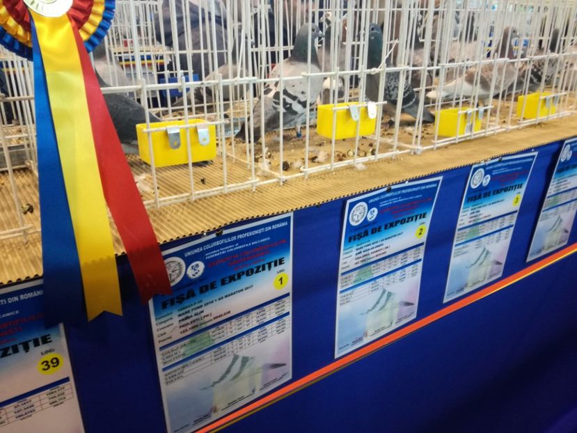  - 9-12-2017 Expozitie UCP PITESTI