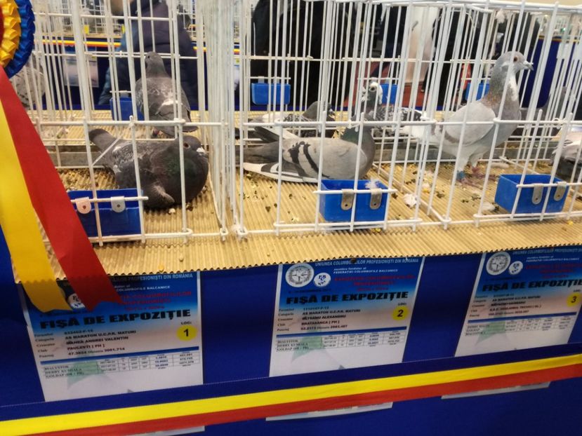  - 9-12-2017 Expozitie UCP PITESTI