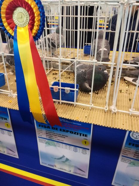  - 9-12-2017 Expozitie UCP PITESTI