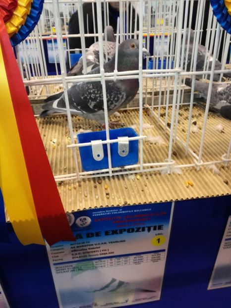  - 9-12-2017 Expozitie UCP PITESTI