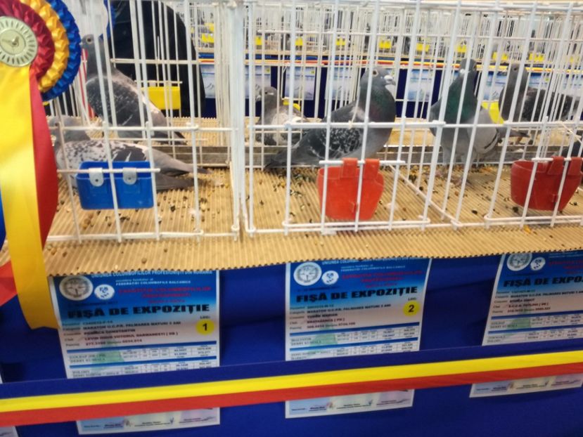  - 9-12-2017 Expozitie UCP PITESTI