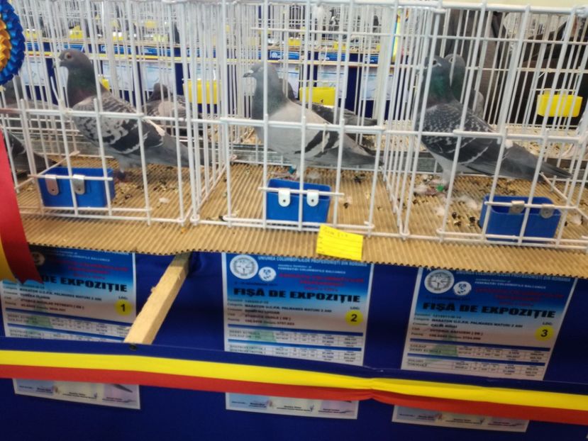  - 9-12-2017 Expozitie UCP PITESTI