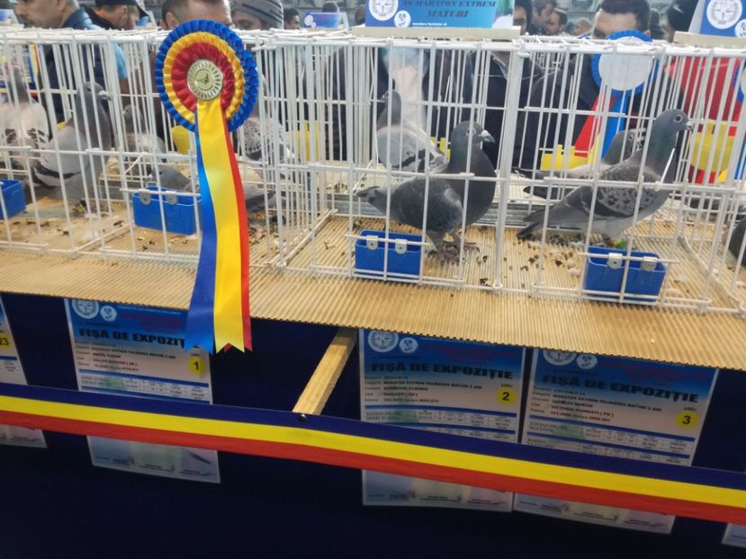  - 9-12-2017 Expozitie UCP PITESTI