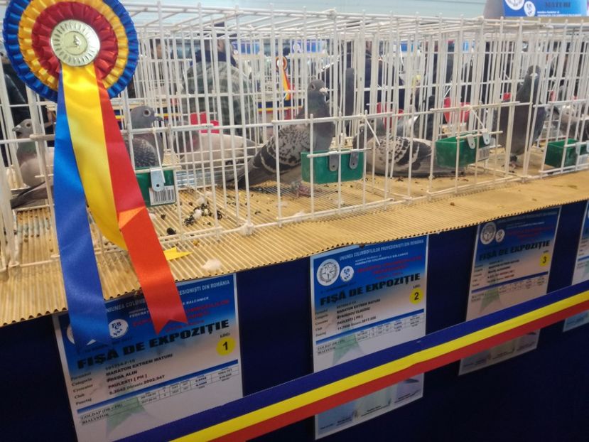  - 9-12-2017 Expozitie UCP PITESTI