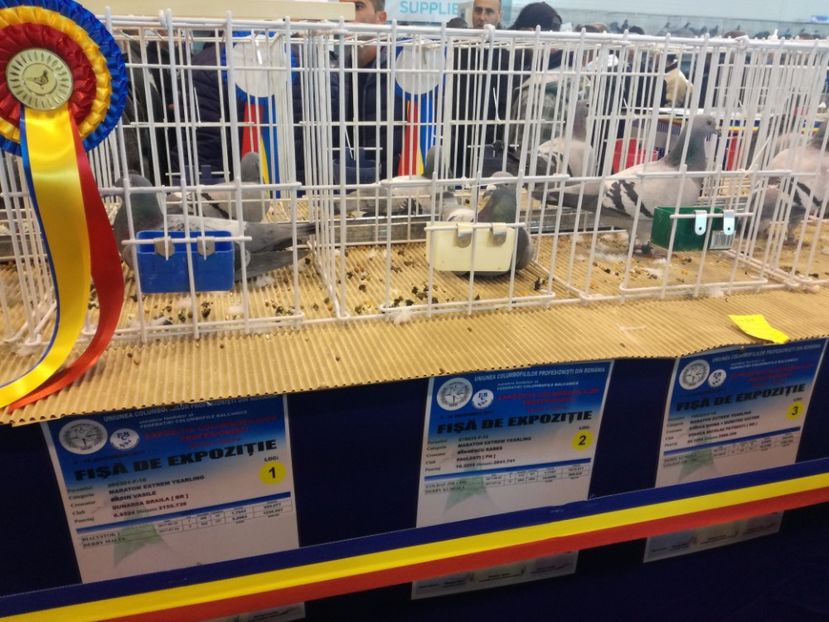  - 9-12-2017 Expozitie UCP PITESTI