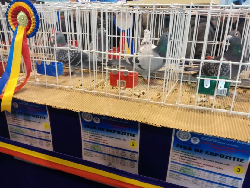  - 9-12-2017 Expozitie UCP PITESTI