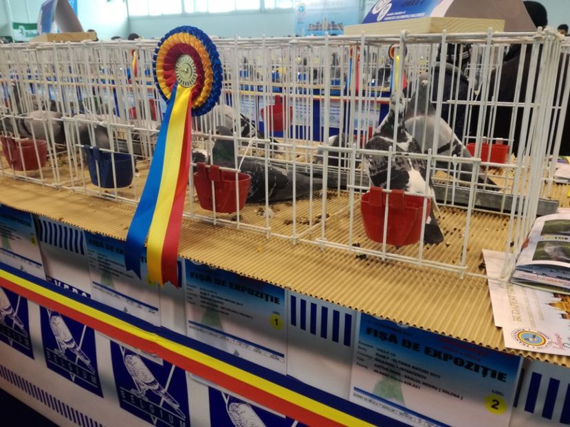  - 9-12-2017 Expozitie UCP PITESTI