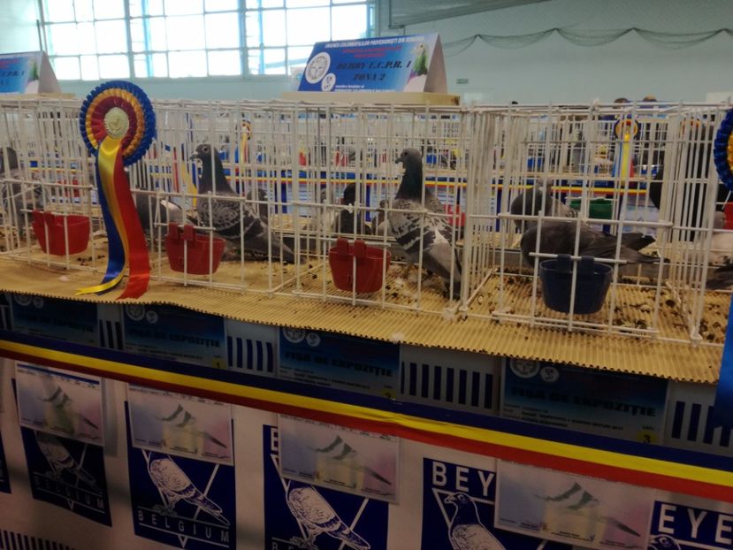  - 9-12-2017 Expozitie UCP PITESTI