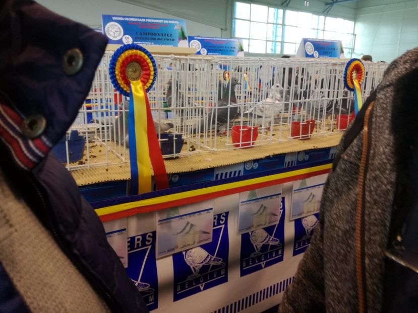  - 9-12-2017 Expozitie UCP PITESTI