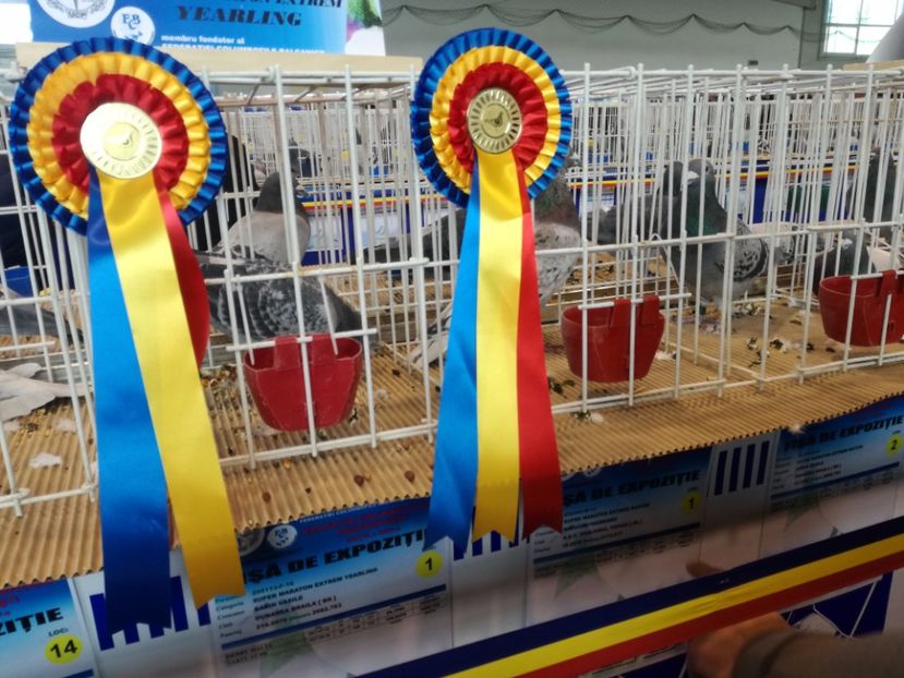  - 9-12-2017 Expozitie UCP PITESTI