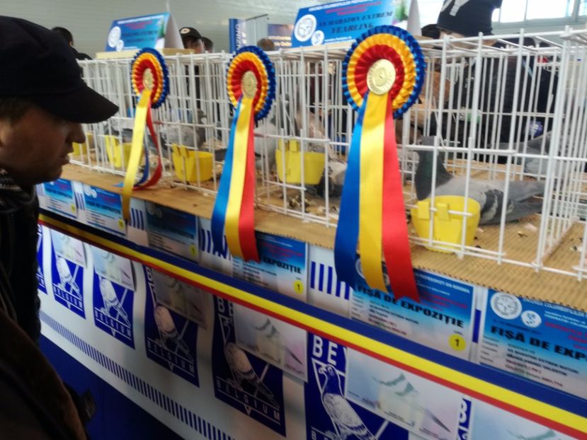  - 9-12-2017 Expozitie UCP PITESTI