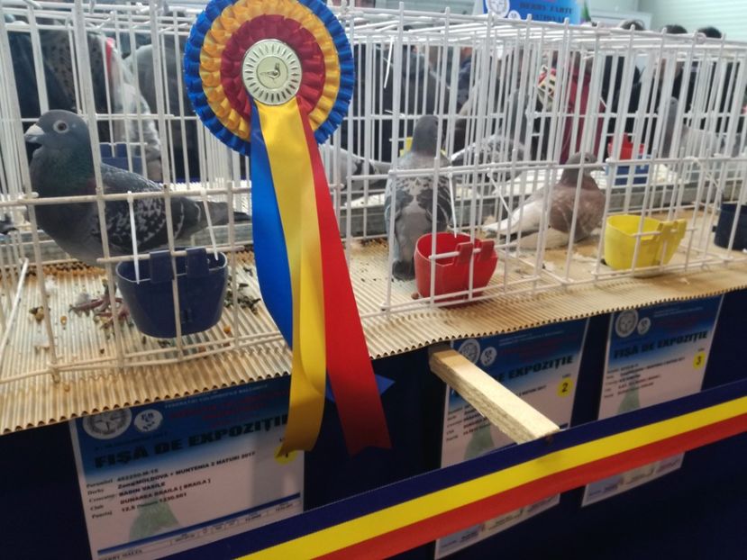  - 9-12-2017 Expozitie UCP PITESTI