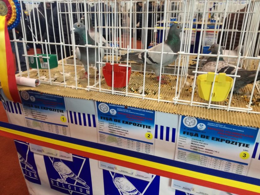  - 9-12-2017 Expozitie UCP PITESTI