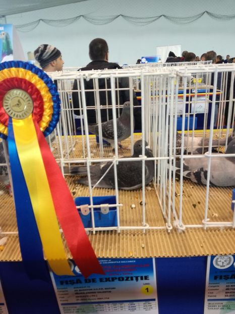  - 9-12-2017 Expozitie UCP PITESTI