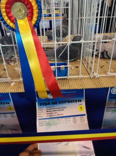  - 9-12-2017 Expozitie UCP PITESTI