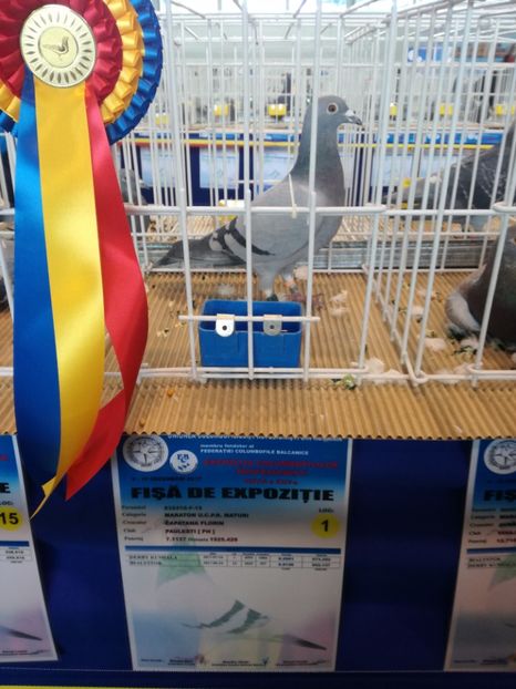  - 9-12-2017 Expozitie UCP PITESTI