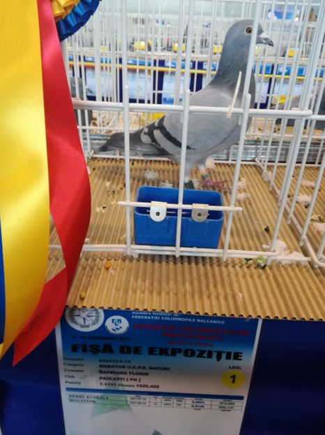  - 9-12-2017 Expozitie UCP PITESTI