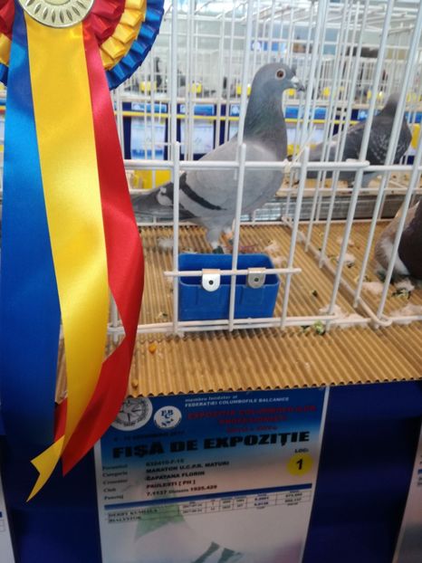  - 9-12-2017 Expozitie UCP PITESTI