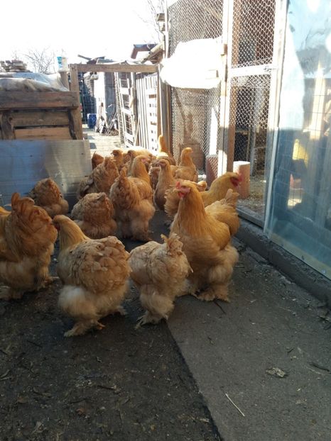  - Cochinchina galben 2017