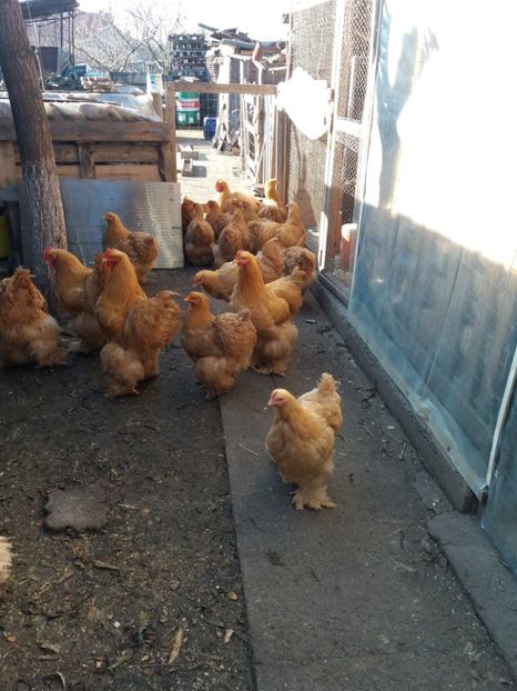  - Cochinchina galben 2017