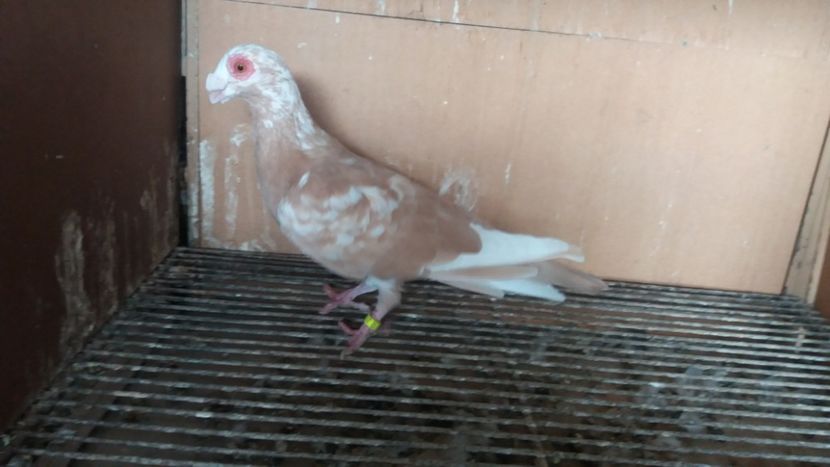 F - PUI CARANCULATI 2017