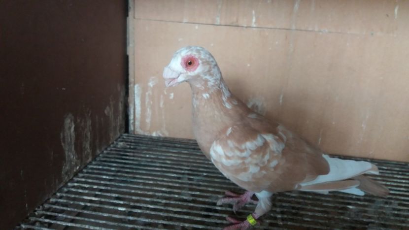  - PUI CARANCULATI 2017