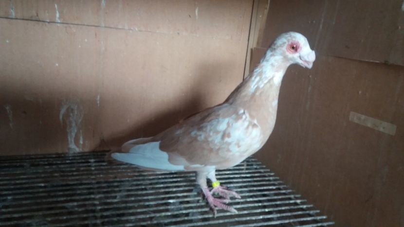  - PUI CARANCULATI 2017