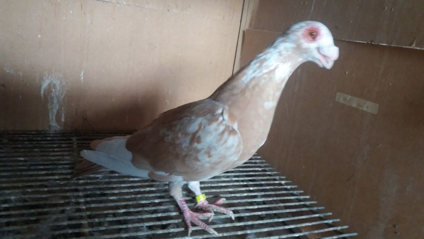  - PUI CARANCULATI 2017