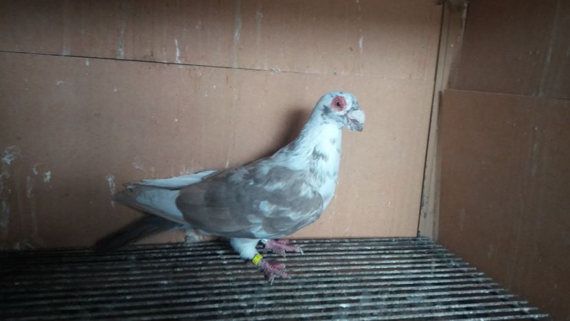 M - PUI CARANCULATI 2017