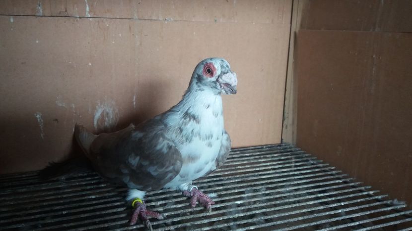  - PUI CARANCULATI 2017