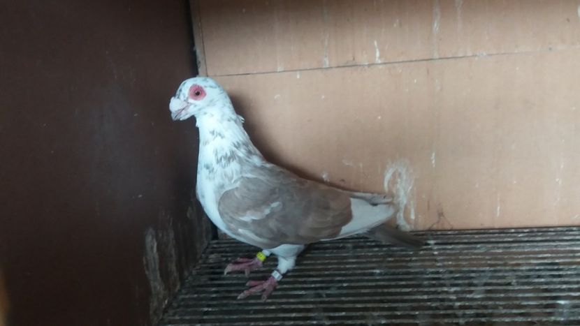  - PUI CARANCULATI 2017