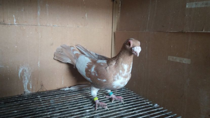  - PUI CARANCULATI 2017