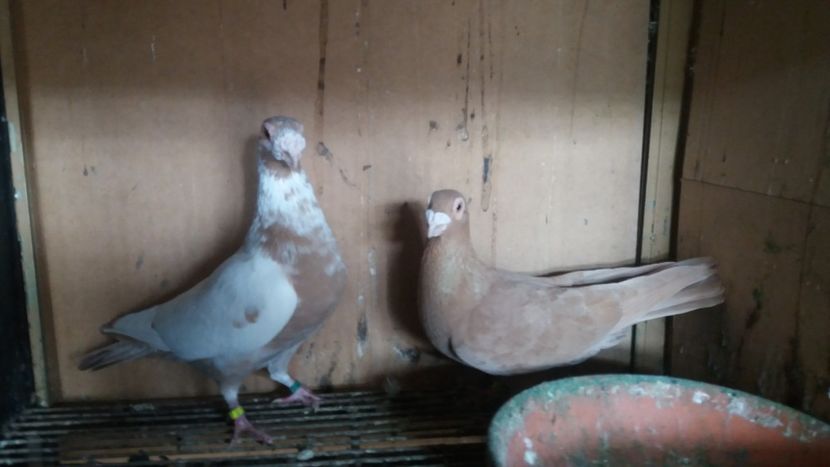  - PUI CARANCULATI 2017