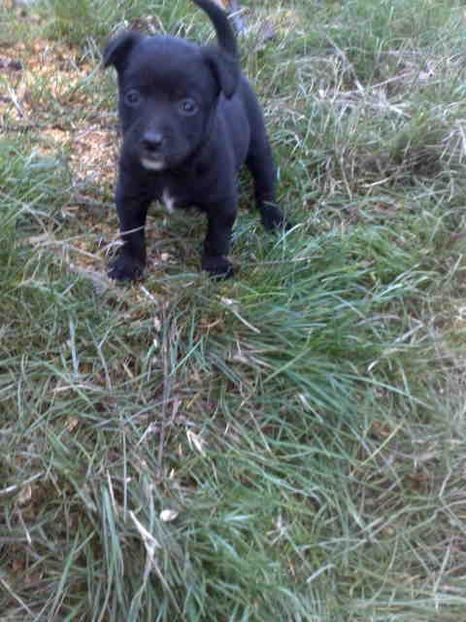  - Caini de sobolani-dihori-paza