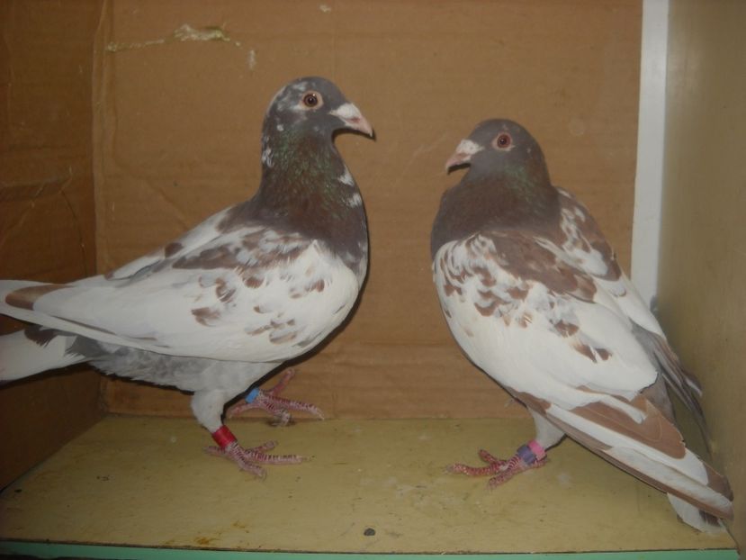 PER. - PORUMBEI VANDUTI