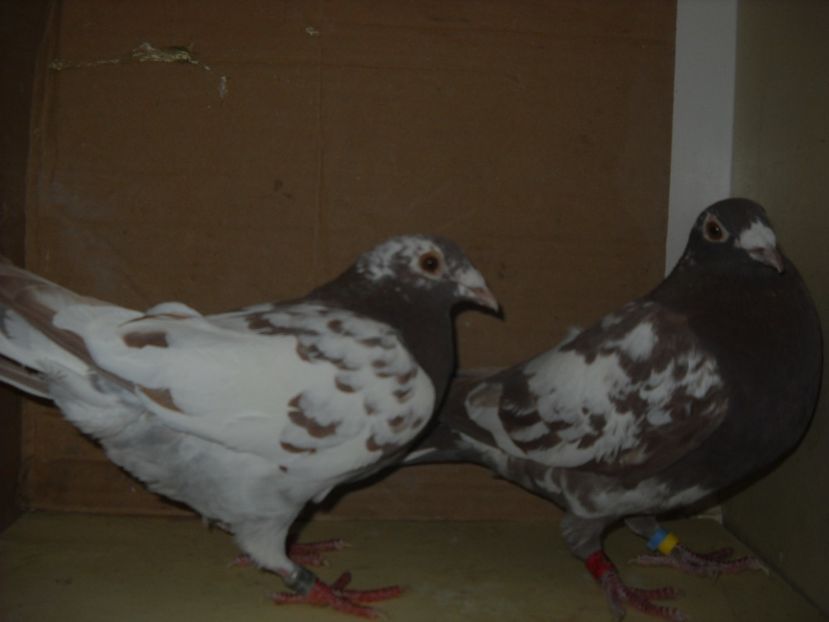 PER.4 - PORUMBEI VANDUTI