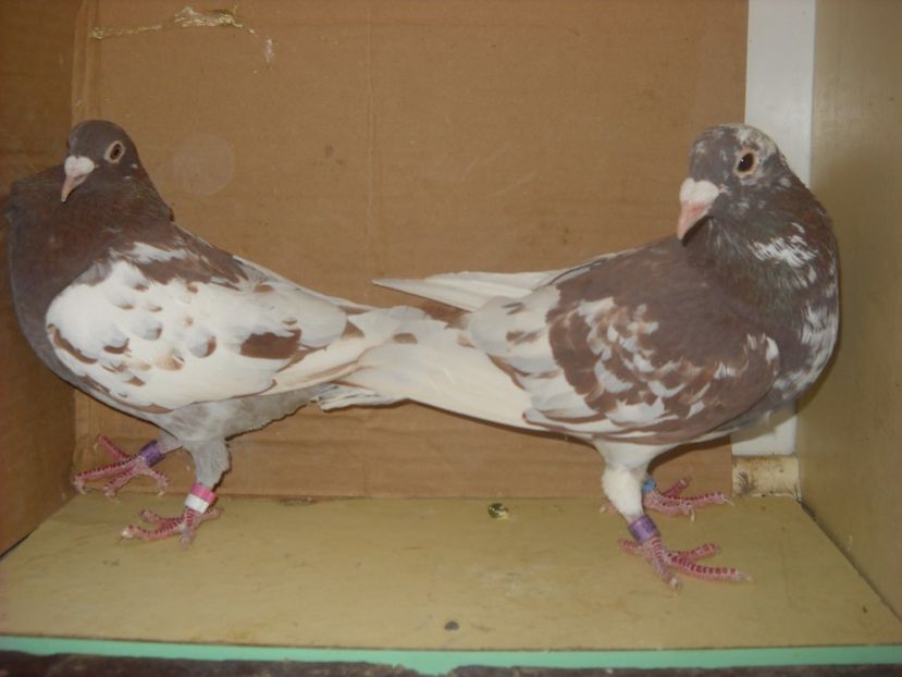 PER. - PORUMBEI VANDUTI