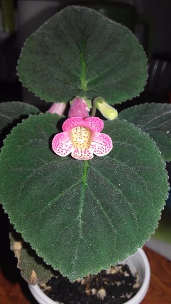 20171209_131514[1] - Smithianta Midvinterljius