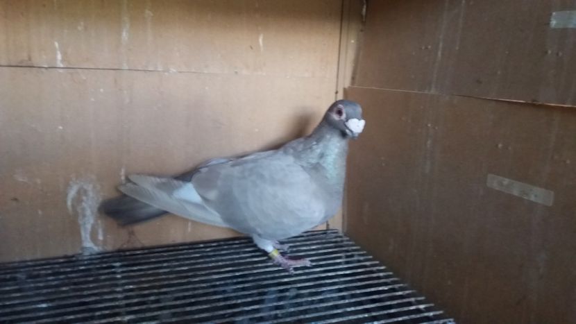 F - PUI CARANCULATI 2017