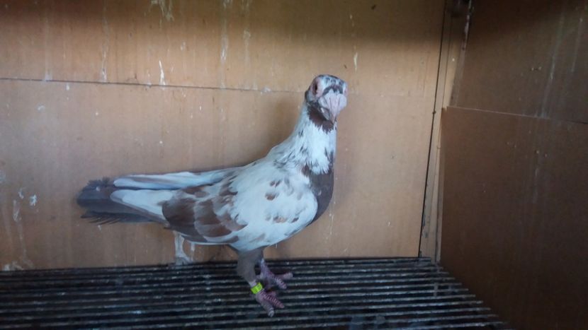  - PUI CARANCULATI 2017