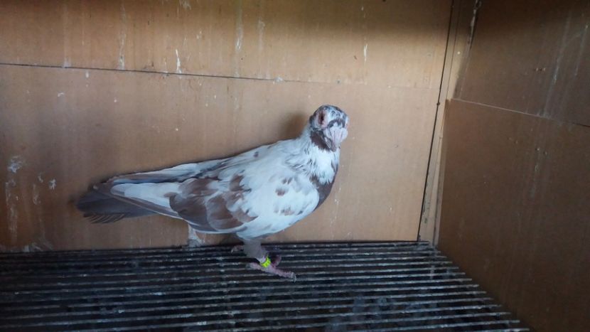  - PUI CARANCULATI 2017