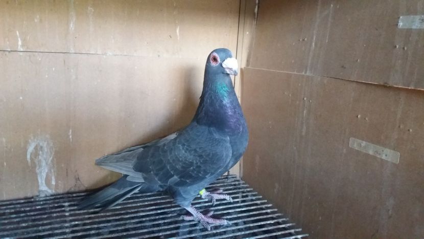 M - PUI CARANCULATI 2017