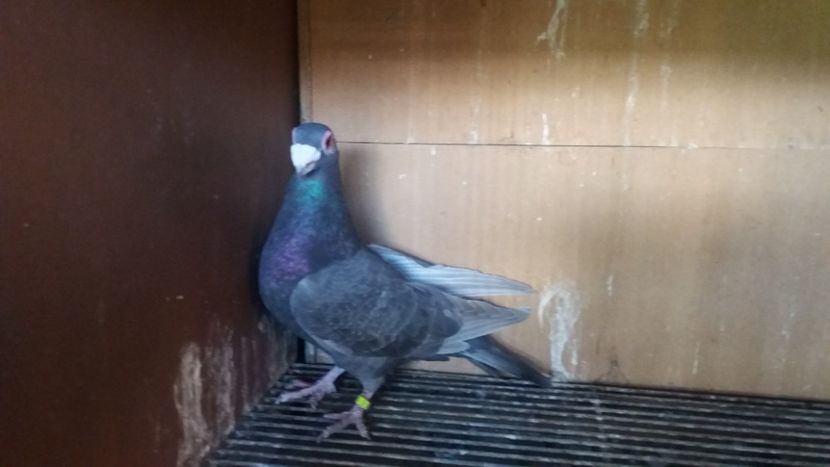  - PUI CARANCULATI 2017