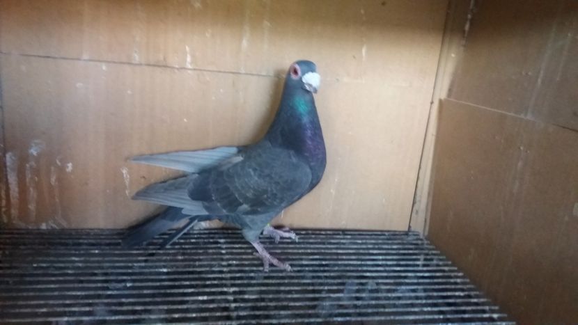  - PUI CARANCULATI 2017