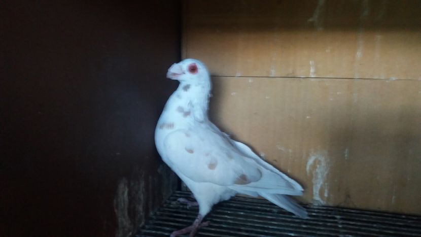  - PUI CARANCULATI 2017