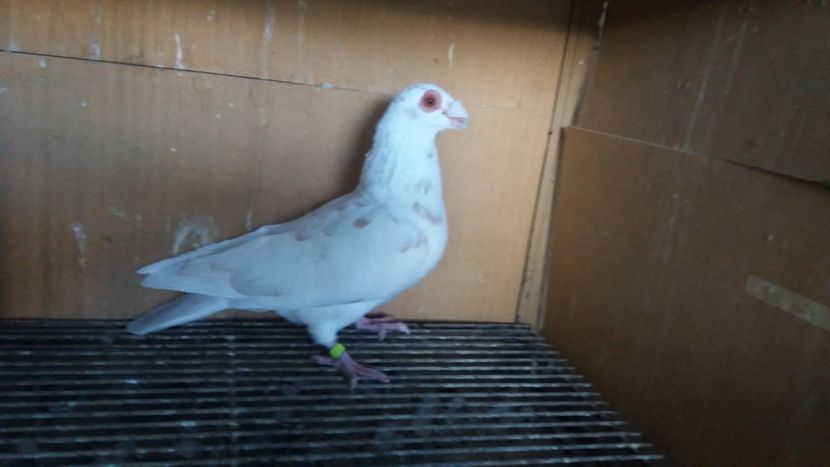  - PUI CARANCULATI 2017