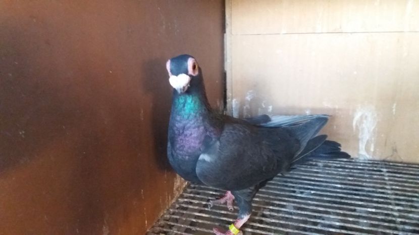 F - PUI CARANCULATI 2017