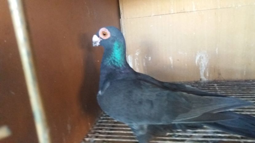  - PUI CARANCULATI 2017