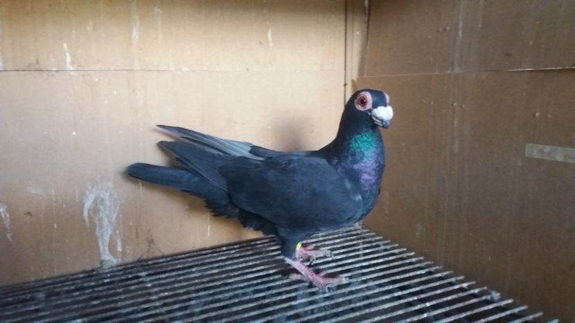  - PUI CARANCULATI 2017