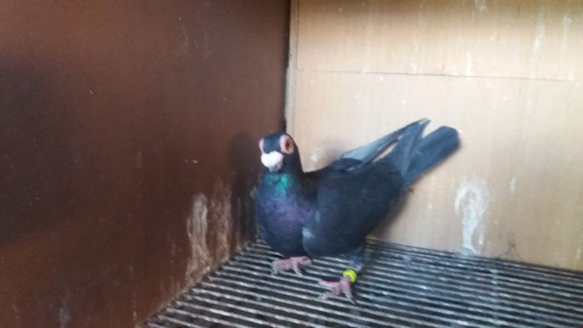  - PUI CARANCULATI 2017